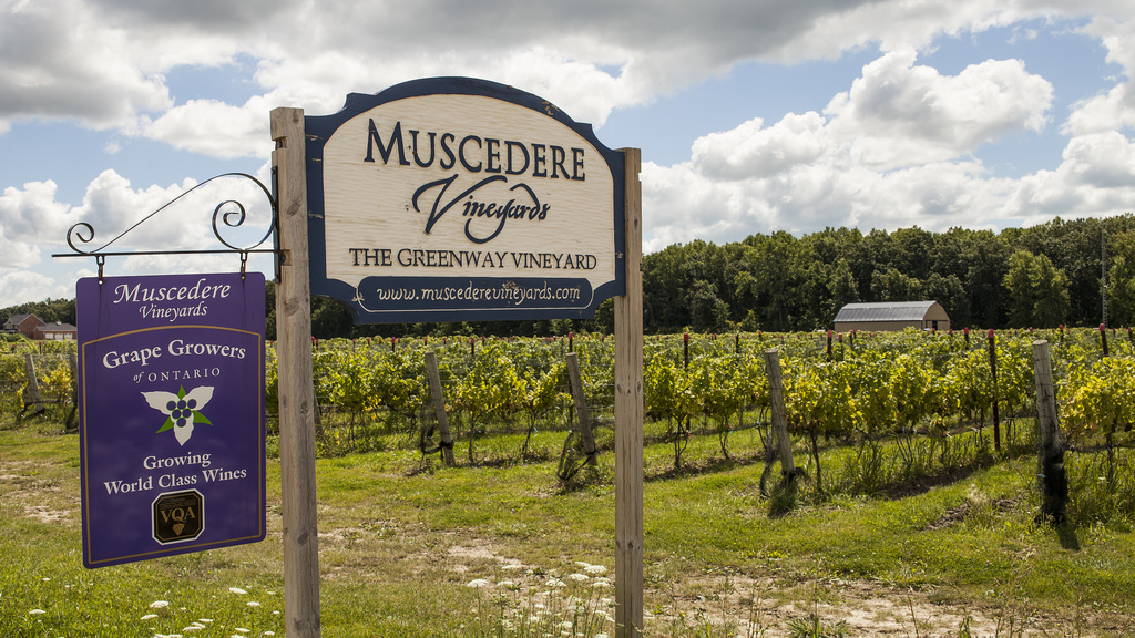 Muscedere Vineyards Estate Winery